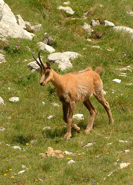 Camoscio d''Abruzzo Rupicapra pyrenaica ornata